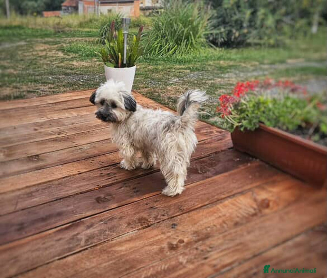 Shih Tzu cani in regalo: BUNNY, mix SHIH TZU tutto pelo! 4KG. - Annuncio 7