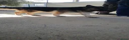 Pastore Tedesco cani in regalo: Furia, pastore tedesco di pura razza in canile - Annuncio 9