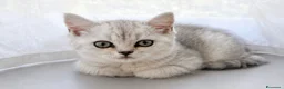Scottish gatti in vendita: Disponibili ultimi 2 maschietti scottish straight a Provincia di Monza e della Brianza - Annuncio 4