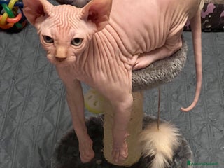 Sphynx gatti Sphynx a Città metropolitana di Roma Capitale - Annuncio 30