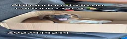 Segugio cani in regalo: Titti dolcissima simil segugina  - Annuncio 5