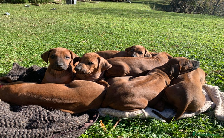 Rhodesian Ridgeback cani a Province of Savona - Annuncio 1