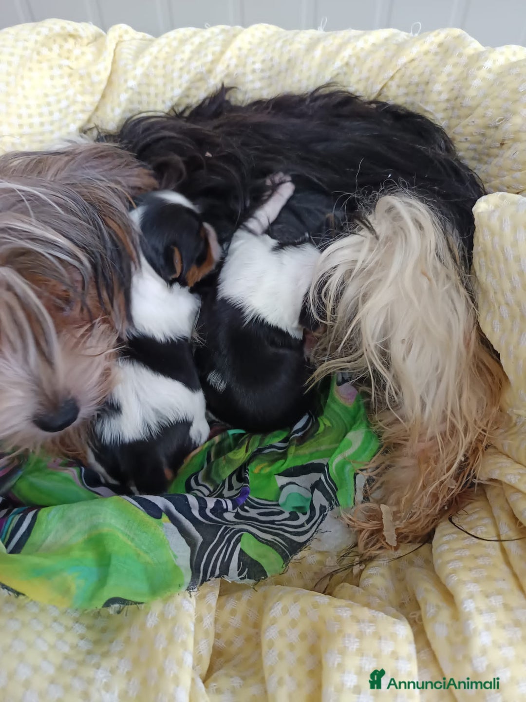 Biewer Terrier cani in vendita: BIEWER   YORKSHIRE TERRIER  - Annuncio 1