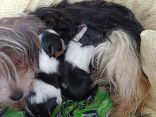 Biewer Terrier cani BIEWER YORKSHIRE TERRIER - Annuncio 2