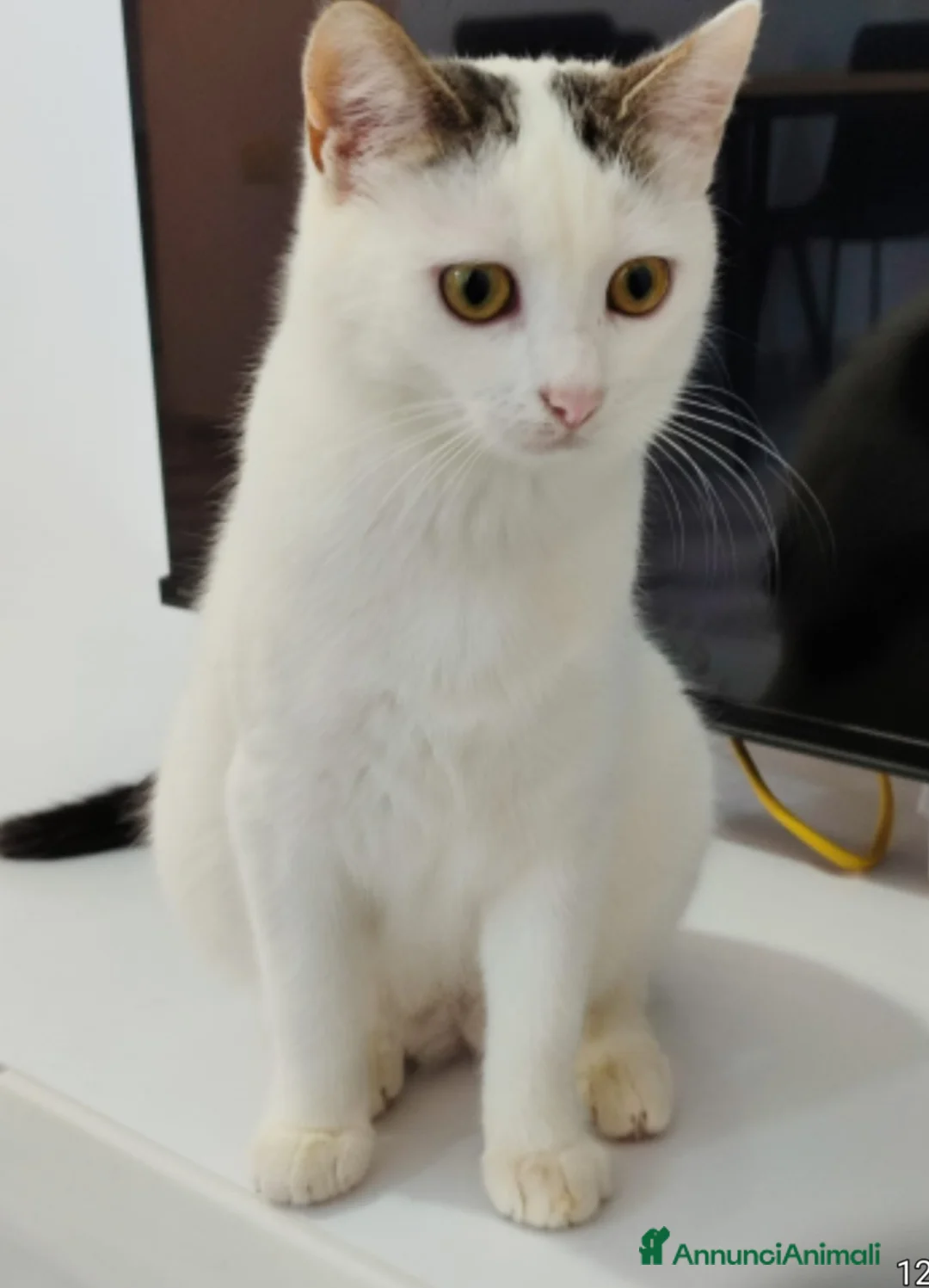 Meticcio gatti in regalo: Micina bianca con macchiette grigie 7mesi SOS CASA - Annuncio 1