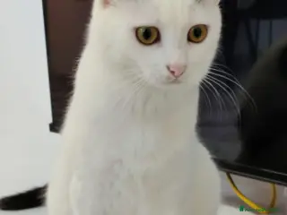 Meticcio gatti Micina bianca con macchiette grigie 7mesi SOS CASA - Annuncio 2