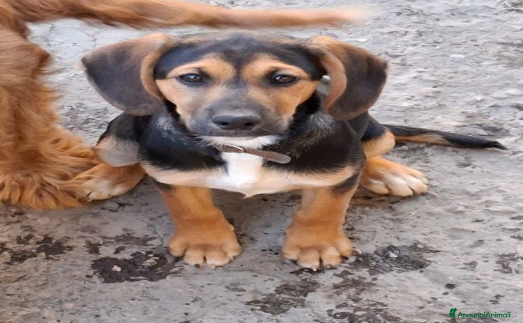 Meticcio cani - Annuncio 7
