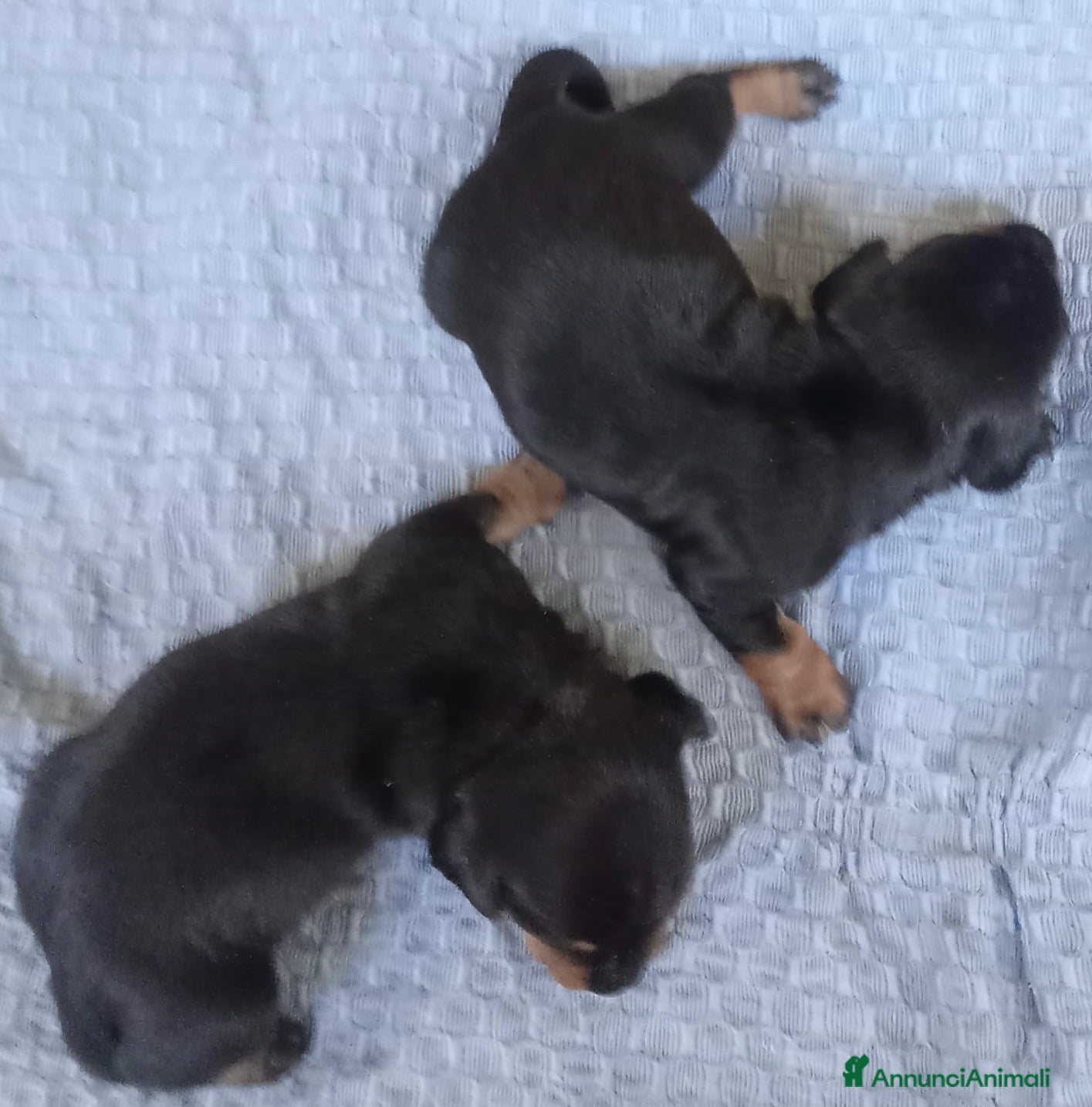 Bassotto cani Cuccioli bassotti neri focato - Annuncio 10