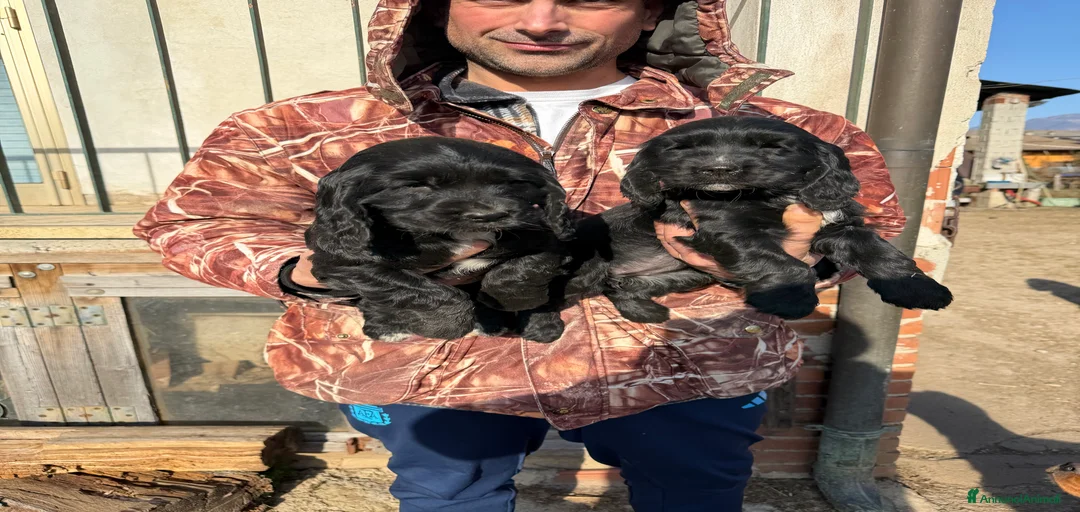 Immagine della galleria {{count}}