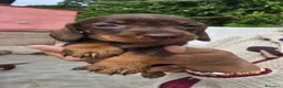 Bassotto cani in vendita: Bassotte pelo ruvido  - Annuncio 3