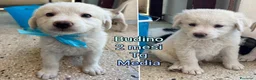 Meticcio cani in regalo: TROPPI CUCCIOLI SOLI IN RIFUGIO  a Provincia di Verona - Annuncio 8