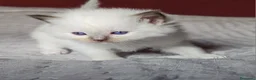 Ragdoll gatti in vendita: Meravigliosa cucciolata Ragdoll  - Annuncio 6