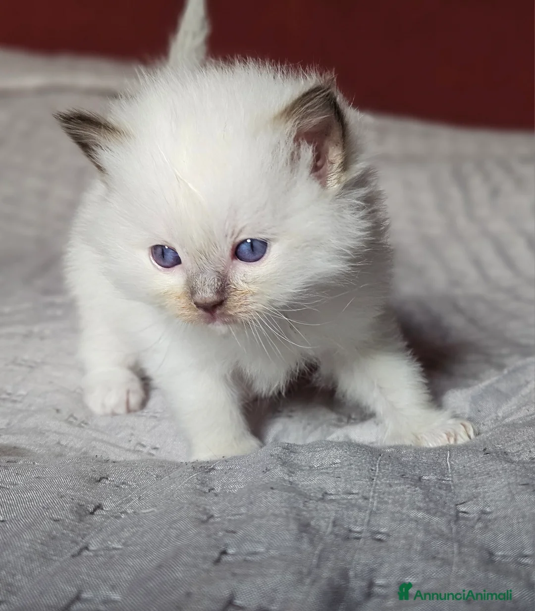 Ragdoll gatti in vendita: Meravigliosa cucciolata Ragdoll  - Annuncio 6