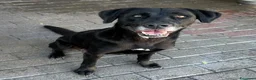 Labrador cani in regalo: ELIJA CAGNOLINA D'ORO - Annuncio 6