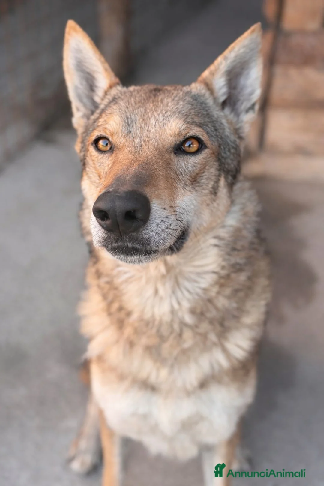 Lupo Cecoslovacco cani in regalo: Teo .. - Annuncio 1