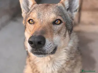 Lupo Cecoslovacco cani Teo .. - Annuncio 12