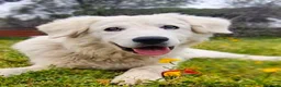 Pastore Abbruzzese Maremmano cani in regalo: Sophie cucciolona tenerissima - Annuncio 4