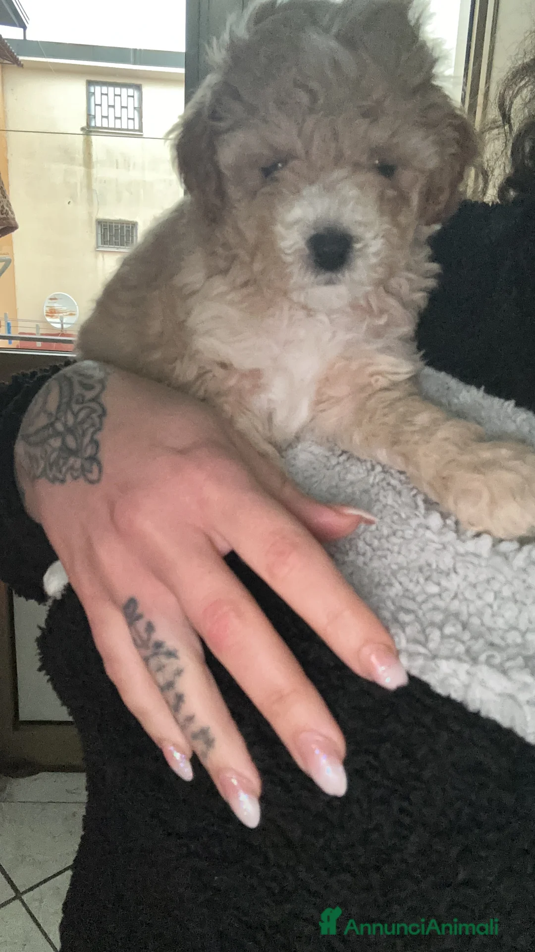 Barboncino Toy cani in vendita: Barboncini Toy  - Annuncio 9