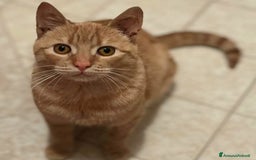 Europeo gatti in regalo: MIA dolce gattins 7 mesi cerca adozione a Provincia di Latina - Immagine 1