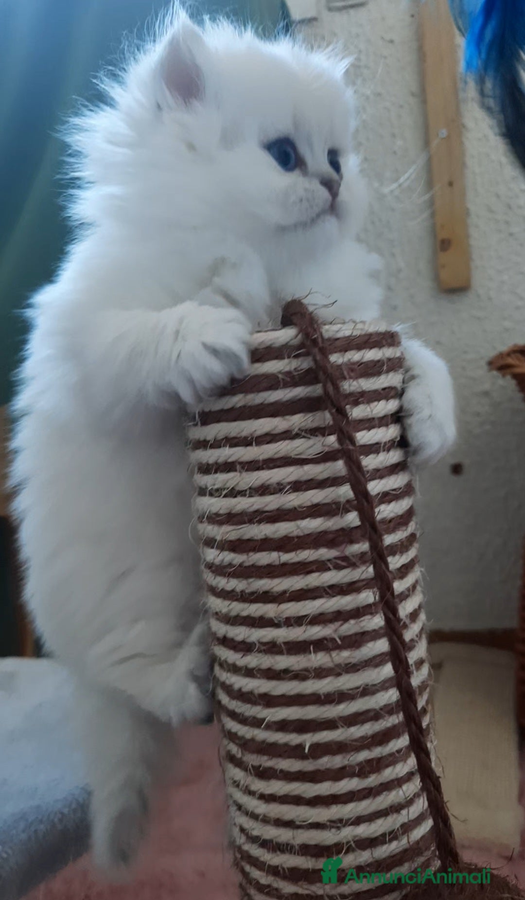 British gatti in vendita: Cuccioli British longhair con pedigree  - Annuncio 7