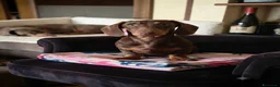 Bassotto cani in vendita: Bassotte 5 mesi - Annuncio 9