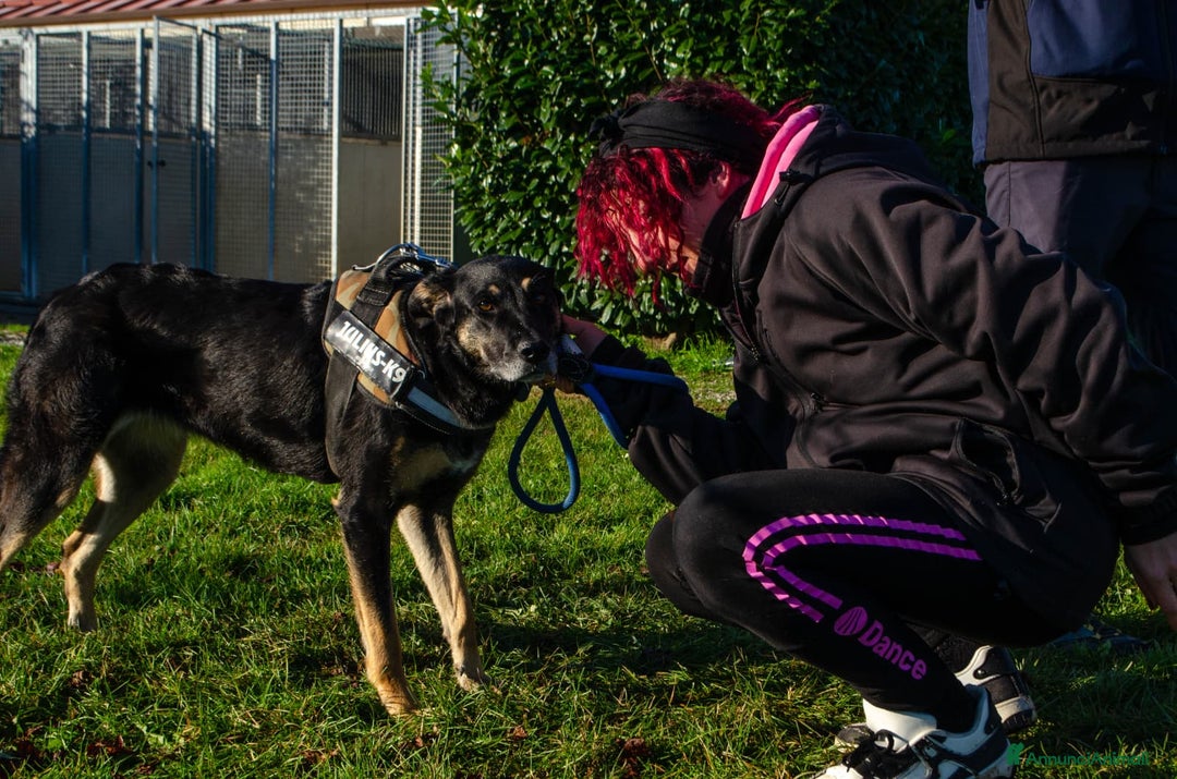 Altre razze cani in regalo: giunone - Annuncio 2