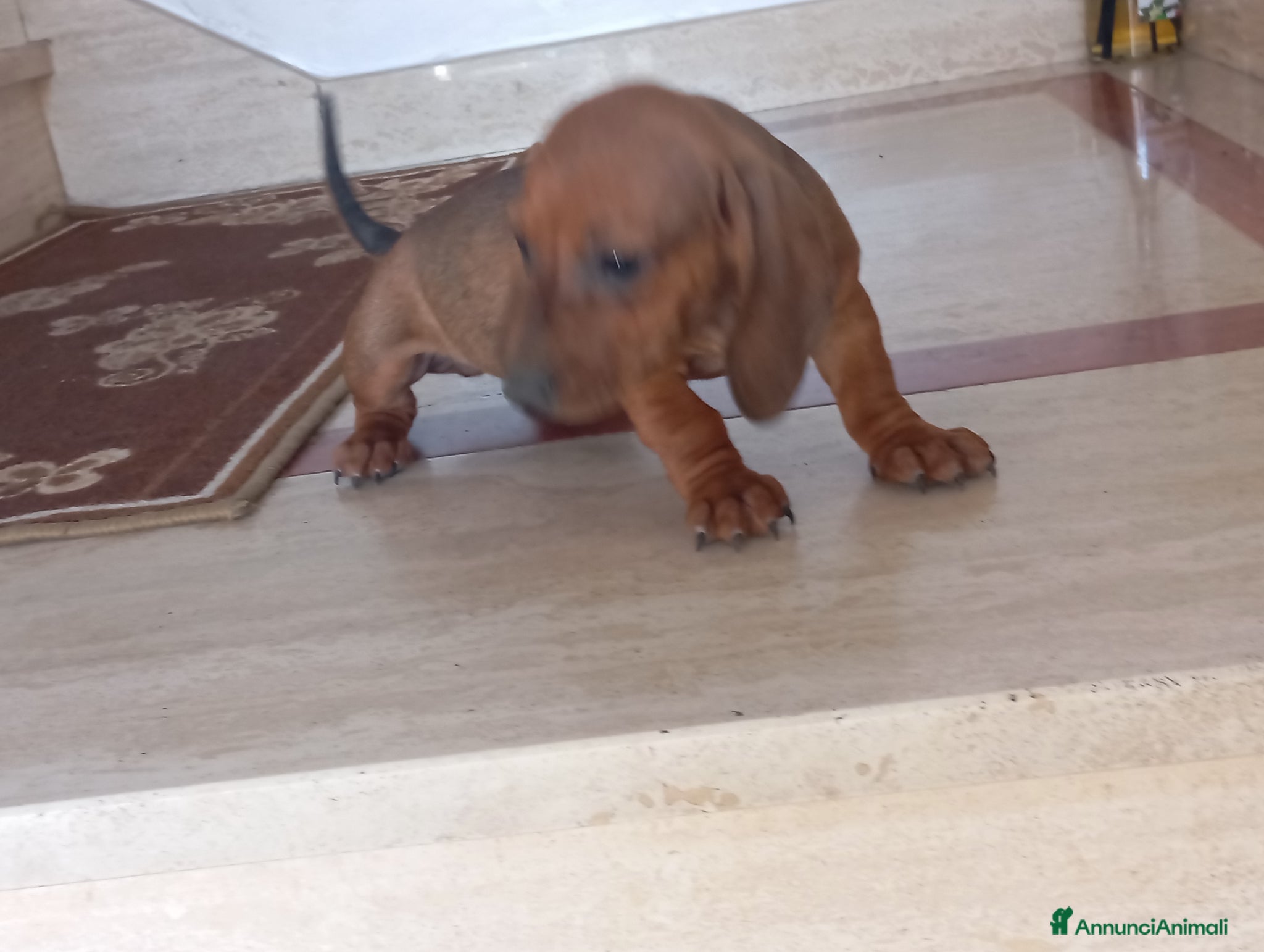 Bassotto cani in vendita: Cuccioli di bassotto - Annuncio 2