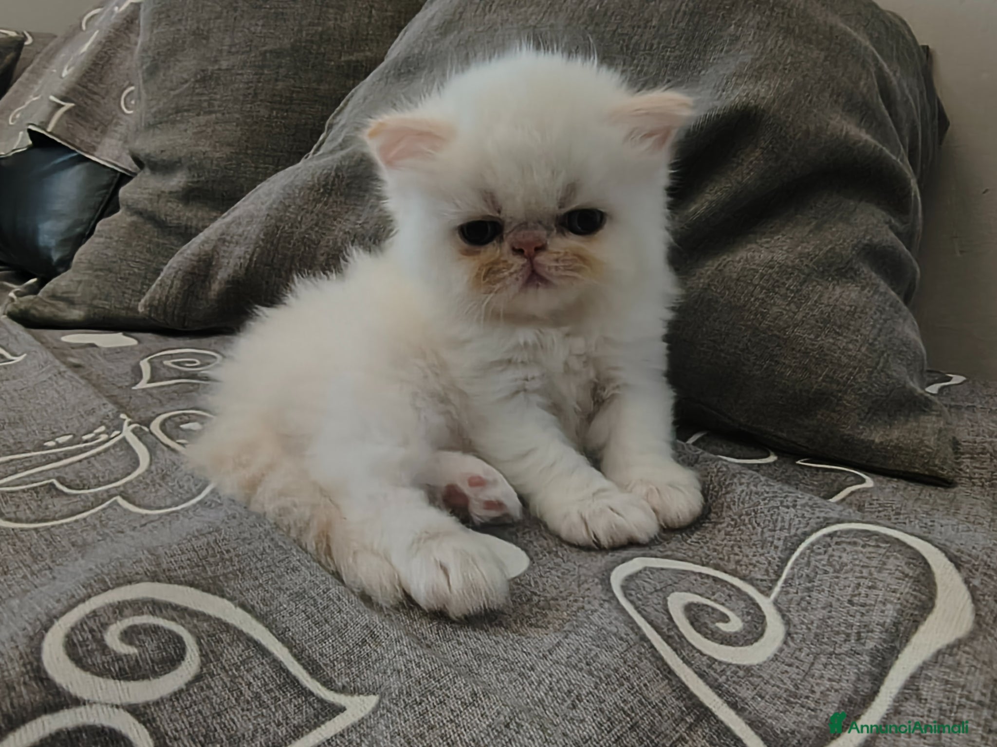Persiano gatti  Gattina Persiana  - Annuncio 1