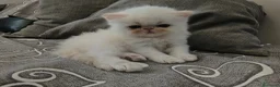 Persiano gatti in vendita:  Gattina Persiana  - Annuncio 1