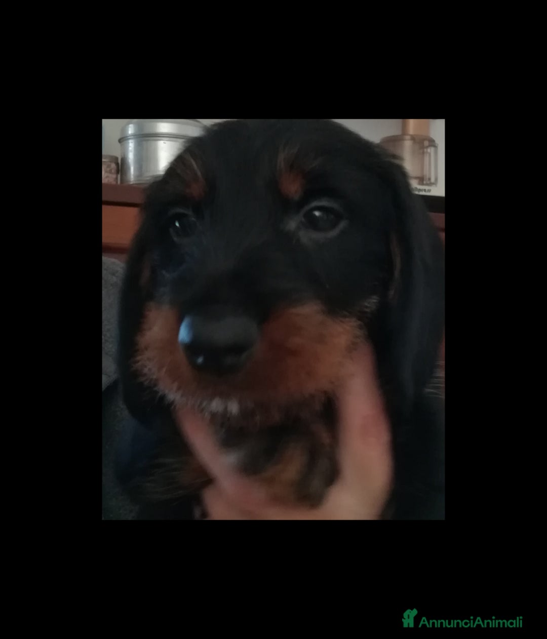 Bassotto cani in vendita: Bassotto pelo duro  - Annuncio 14