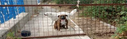 Meticcio cani in regalo: MORGANA superaffettuosa! a Città metropolitana di Milano - Annuncio 5