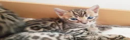 Bengala gatti in vendita: Gattini Bengala bellissimi - Annuncio 5