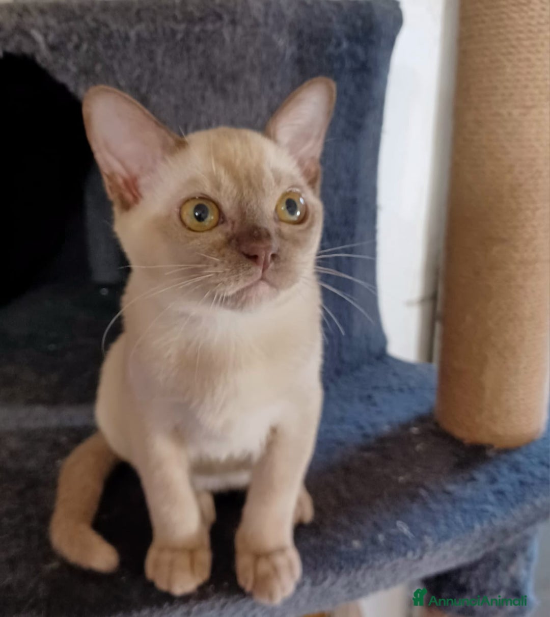Burmese gatti in vendita: Cuccioli Burmesi Europei - Annuncio 3