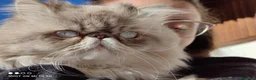Persiano gatti per accoppiamento: Gatto maschio Persiano per accoppiamento  - Annuncio 5
