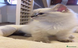 Ragdoll gatti in vendita: Cuccioli Ragdoll a Provincia di Bergamo - Immagine 13