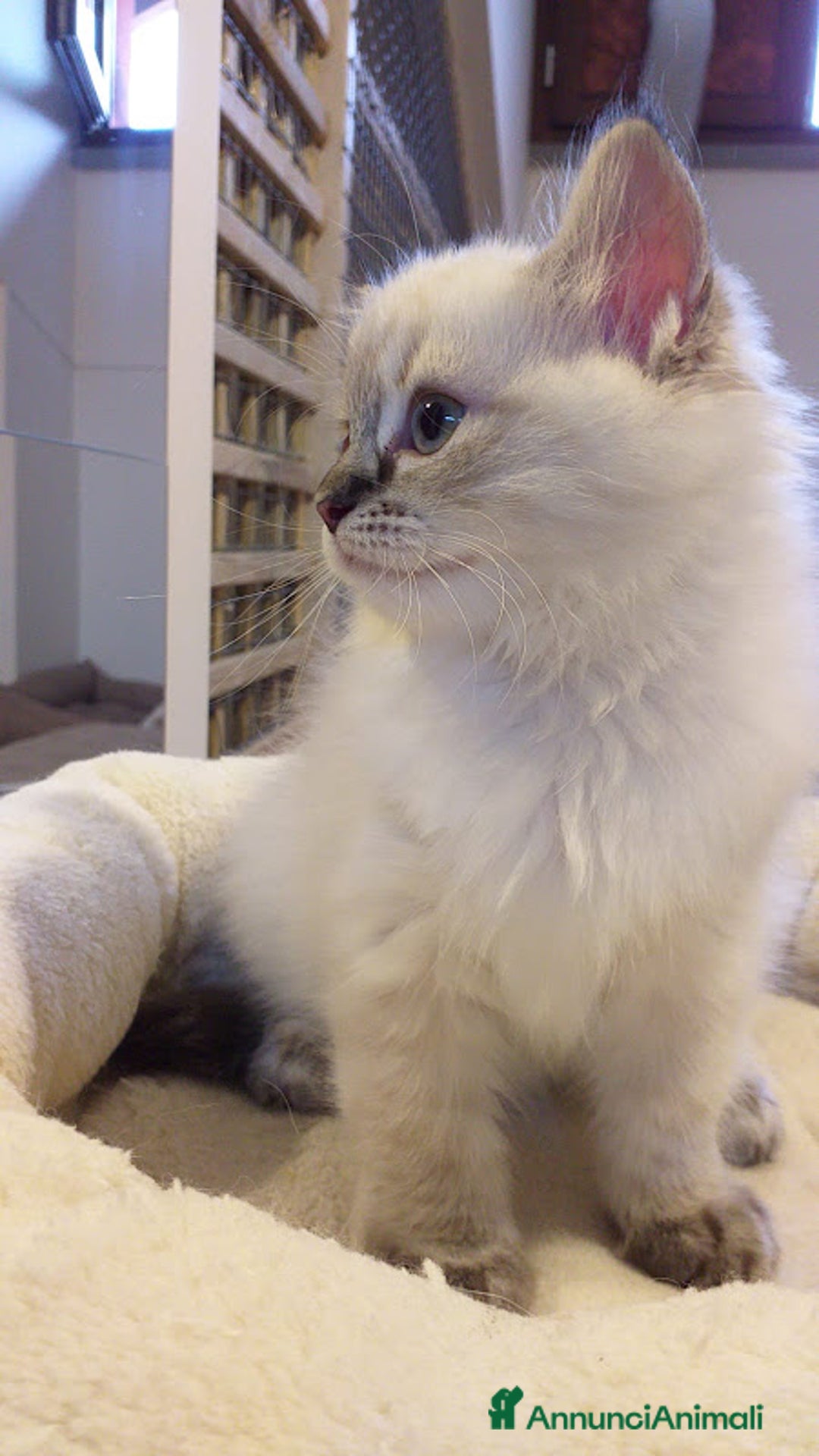 Ragdoll gatti in vendita: Cuccioli Ragdoll a Provincia di Bergamo - Immagine 13