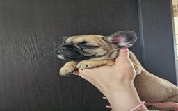 Bulldog Francese cani in vendita: Ultimi 3 cuccioli bulldog francese  a Provincia di Pavia - Immagine 1