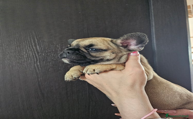 Bulldog Francese cani a Provincia di Pavia - Annuncio 14