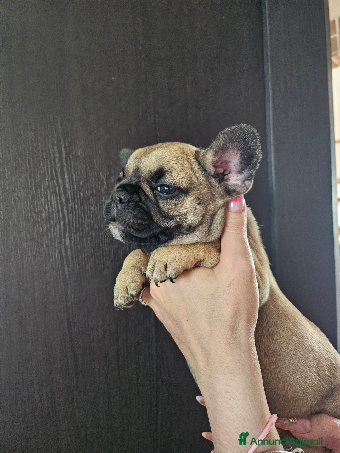 Bulldog Francese cani in vendita: Ultimi 3 cuccioli bulldog francese  a Provincia di Pavia - Immagine 1