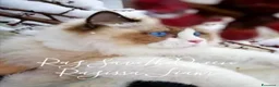 Ragdoll gatti in vendita: Cuccioli RAGDOLL  Pedigree / Pet Therapy - Annuncio 4