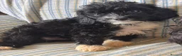 Cavapoo cani in vendita: Cucciolo di Cavapoo - Annuncio 1