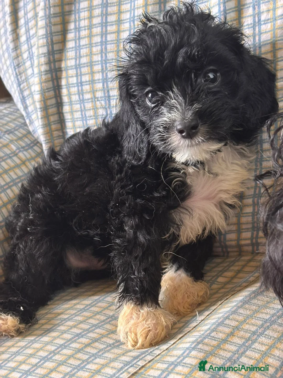 Cavapoo cani in vendita: Cucciolo di Cavapoo - Annuncio 1
