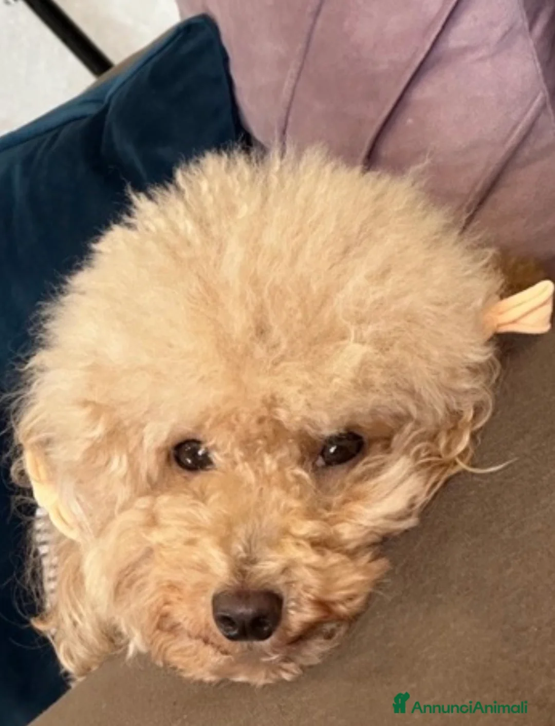 Barboncino cani in vendita: Barboncino nano❤️ - Annuncio 7