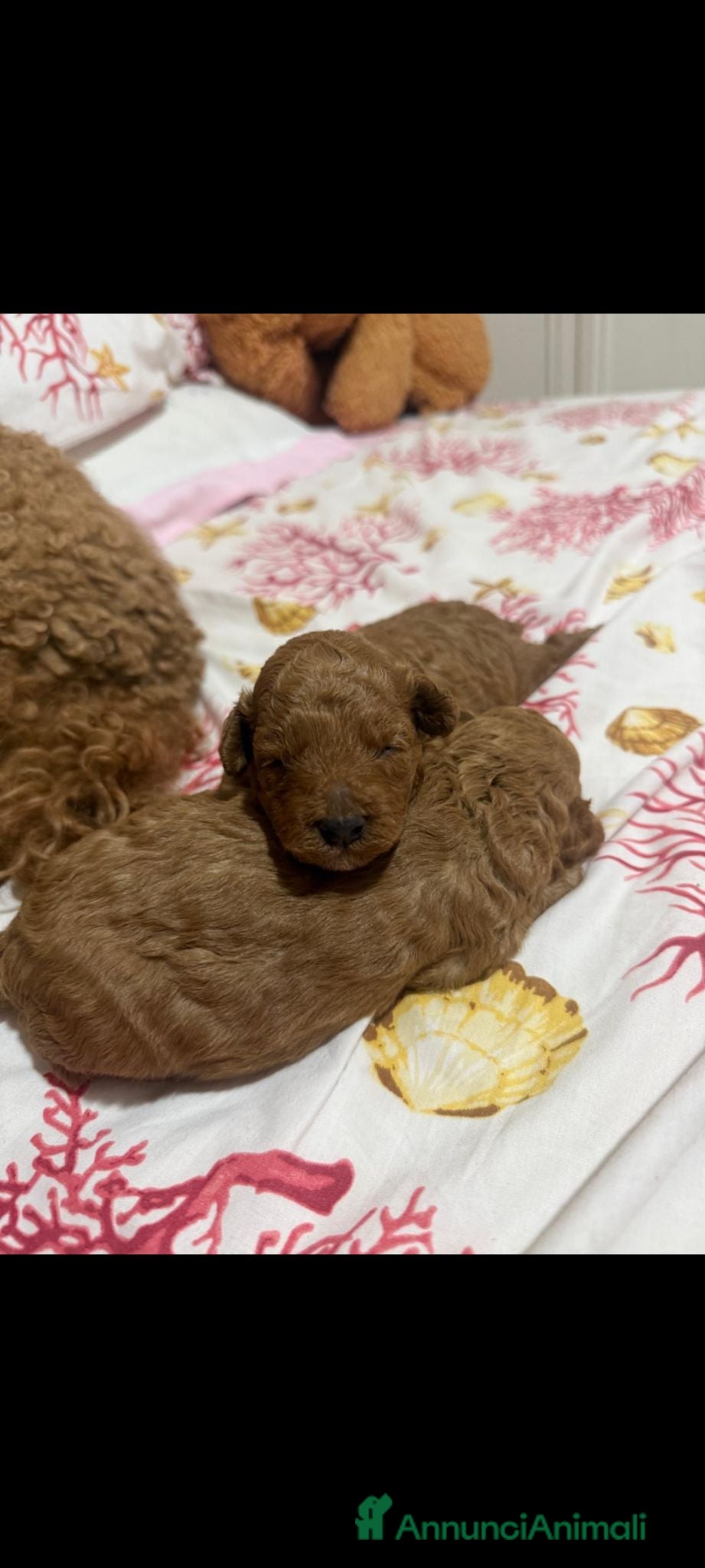 Meticcio cani Barboncino cercano casa 2 femmine  - Annuncio 8