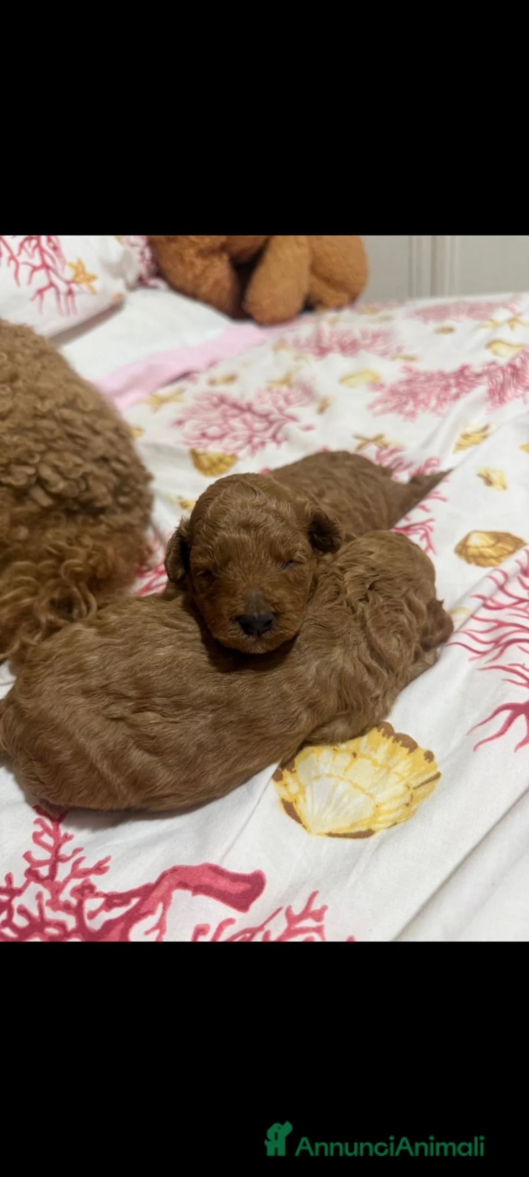 Meticcio cani in vendita: Barboncino cercano casa 2 femmine  - Annuncio 2