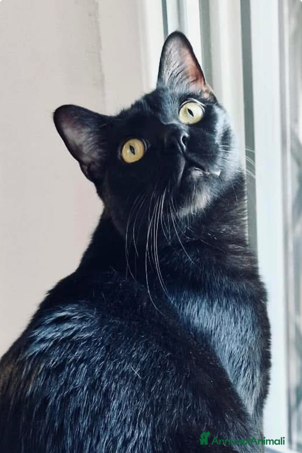 Europeo gatti Larry gattino 10 mesi testato - Annuncio 1