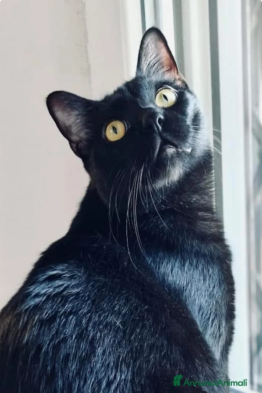 Europeo gatti in regalo: Larry gattino 10 mesi testato - Annuncio 1