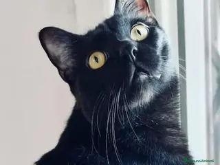 Europeo gatti Larry gattino 10 mesi testato - Annuncio 1