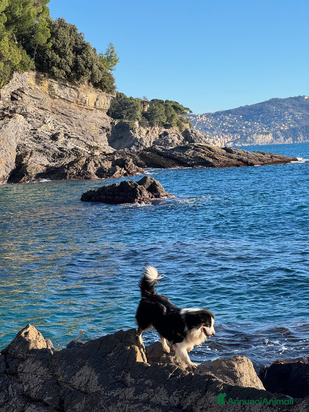 Australian Shepherd cani per accoppiamento: Maschio disponibile per accoppiamento - Annuncio 10