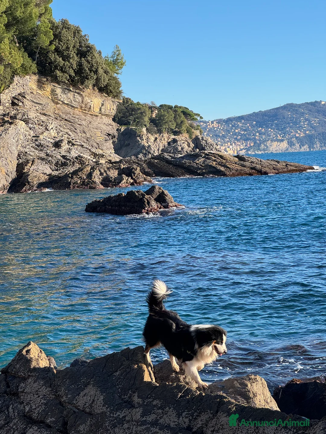 Australian Shepherd cani per accoppiamento: Maschio disponibile per accoppiamento - Annuncio 10